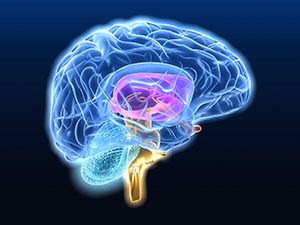 neurofeedback_brain2_medium